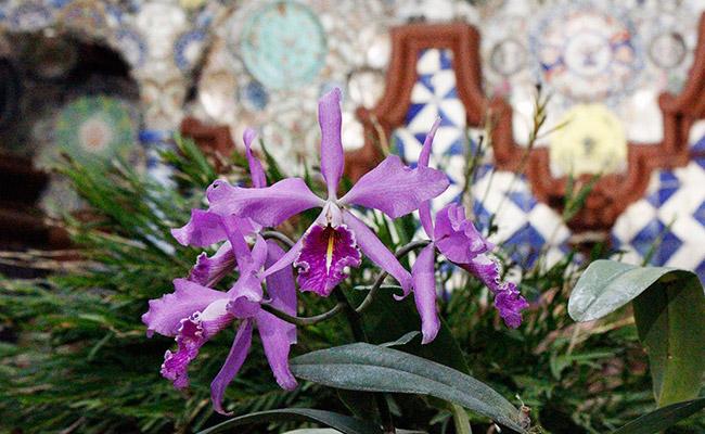 Exposición de orquídeas de primavera 2017