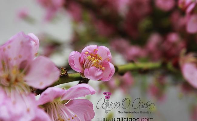 Sakura, la flor que enamora a los japoneses