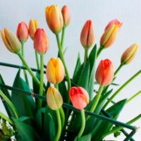 ¿Te gustan los tulipanes?
